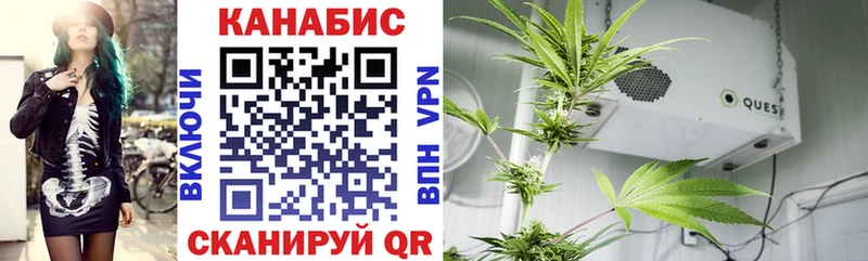 Конопля планчик  Ярославль 